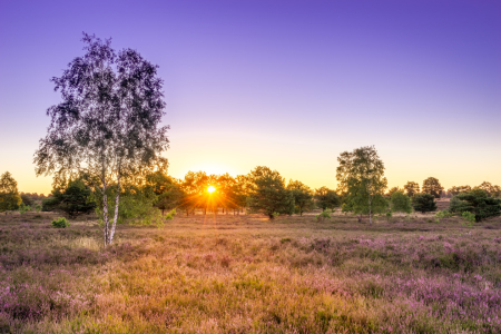 Bild-Nr: 12247159 Sonnenaufgang in der Heide Erstellt von: Steffen Henze