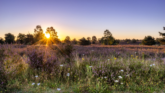 Bild-Nr: 12247286 Osterheide Erstellt von: Steffen Henze