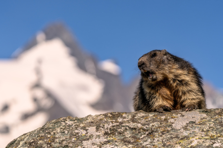 Bild-Nr: 12247304 Murmeltier vor Grossglockner Erstellt von: Achim Thomae