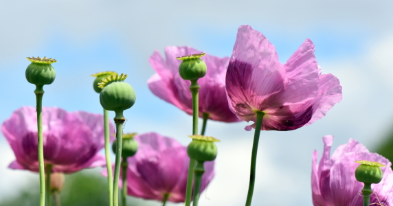 Bild-Nr: 12247553 Mohn Erstellt von: GUGIGEI