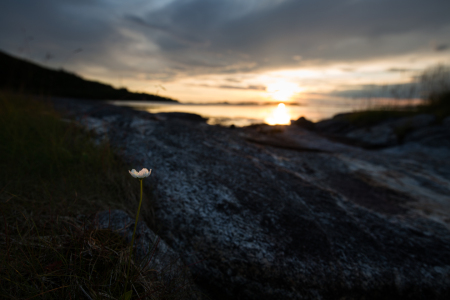 Bild-Nr: 12249970 Blume in Mitternachtssonne Erstellt von: KundenNr-309392