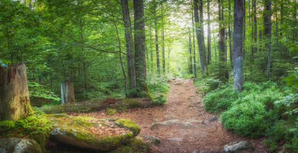 Bild-Nr: 12250816 Rastplatz im Nationalpark Bayerwald Erstellt von: luxpediation