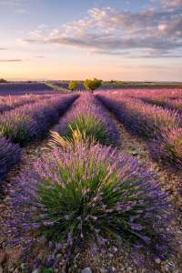 Bild-Nr: 12251360 Sommer in der Provence Erstellt von: Achim Thomae