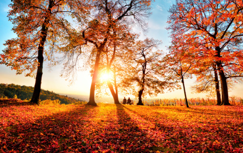 Bild-Nr: 12251463 Herbstliche Parkszene im goldenen Sonnenlicht Erstellt von: Smileus