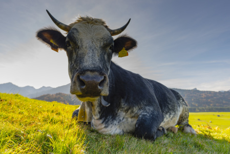 Bild-Nr: 12252846 Kuh im Allgäu Erstellt von: Walter G. Allgöwer