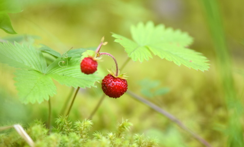 Bild-Nr: 12254982 Walderdbeeren Erstellt von: GUGIGEI