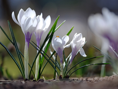 Bild-Nr: 12254993 Weisse Krokusse Erstellt von: Ostfriese