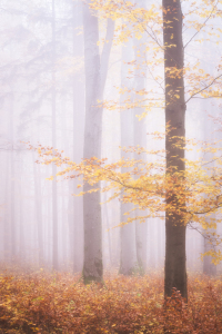 Bild-Nr: 12255752 Herbstwald im Nebel Erstellt von: luxpediation