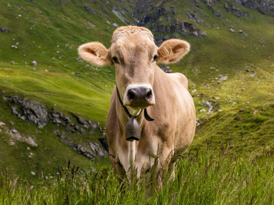 Bild-Nr: 12258505 Kuh auf der Alm in der Schweiz Erstellt von: dieterich