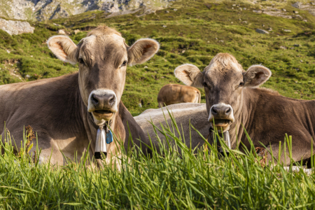 Bild-Nr: 12258509 Kühe auf der Weide in der Schweiz Erstellt von: dieterich