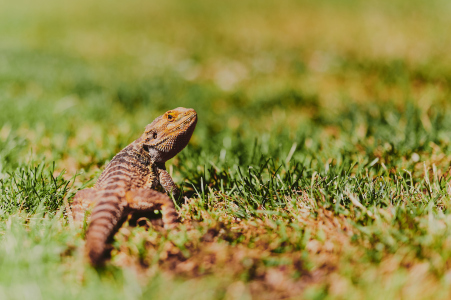 Bild-Nr: 12259198 Bartagame auf Wanderschaft Erstellt von: lovebeardeddragons