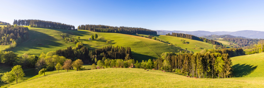 Bild-Nr: 12259858 Frühling im Schwarzwald Erstellt von: dieterich