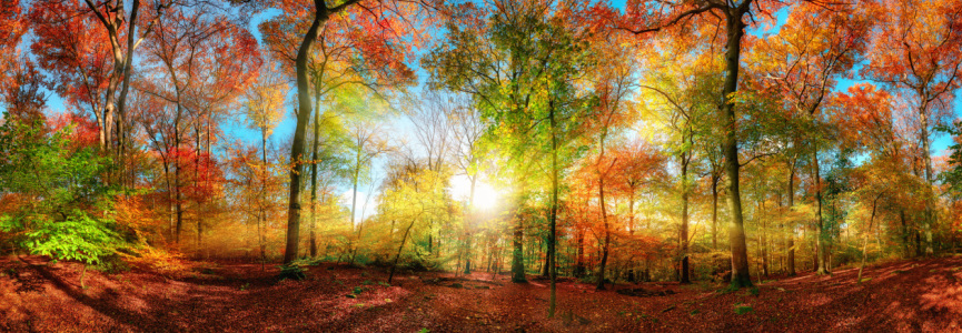 Bild-Nr: 12260092 Farbenfrohes Waldpanorama mit Sonne im Herbst Erstellt von: Smileus