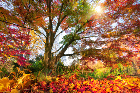 Bild-Nr: 12260356 Wunderschöne Herbstfarben im sonnigen Park Erstellt von: Smileus