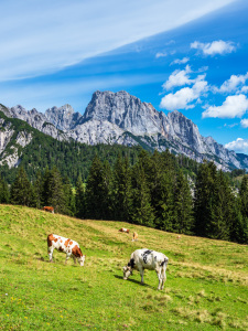 Bild-Nr: 12261436 Blick auf die Litzlalm mit Kühen in Österreich Erstellt von: Rico Ködder