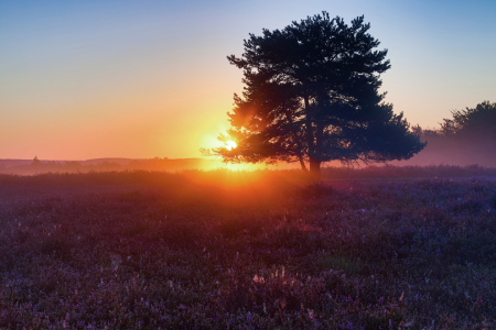 Bild-Nr: 12263235 Sonne küsst Heide Erstellt von: Thomas Herzog