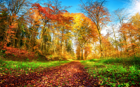 Bild-Nr: 12263708 Waldweg in lebhaften Herbstfarben Erstellt von: Smileus