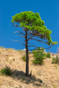 Bild-Nr: 12264193 Baum in der Sonne Erstellt von: Sandra