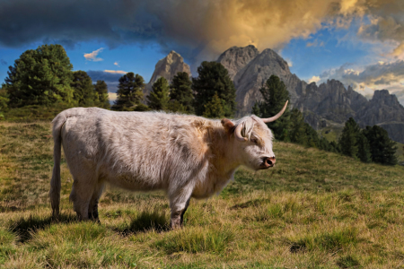 Bild-Nr: 12265445 Schottisches Hochlandrind in den Bergen Erstellt von: Rucker