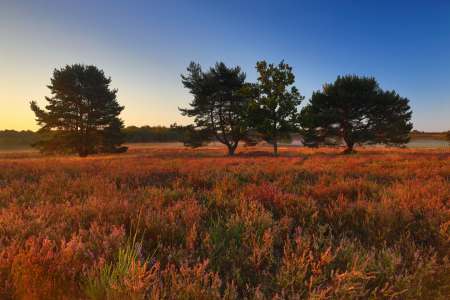 Bild-Nr: 12265729 Die Heide brennt Erstellt von: Thomas Herzog