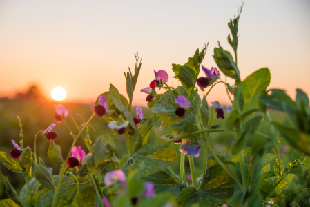 Bild-Nr: 12267047 Erbsenblüten bei Sonnenuntergang Erstellt von: SusaZoom