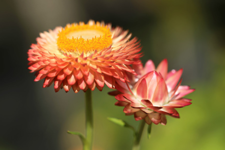 Bild-Nr: 12268513 Strohblumen Erstellt von: falconer59