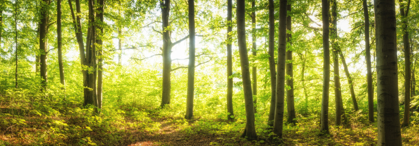 Bild-Nr: 12269868 Licht im sommerlichen Wald Erstellt von: luxpediation