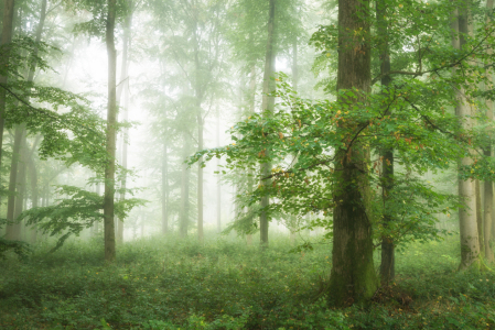 Bild-Nr: 12273612 Grüner Wald im Nebel Erstellt von: luxpediation