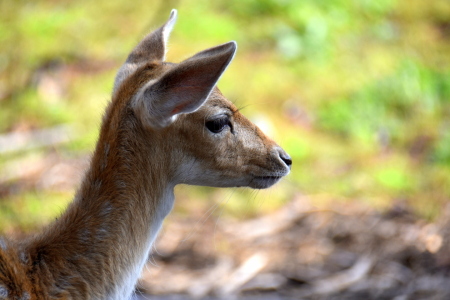 Bild-Nr: 12281563 Bambi Erstellt von: GUGIGEI