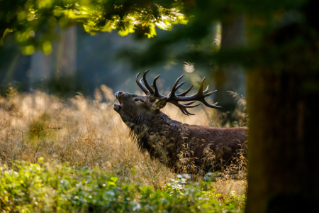 Bild-Nr: 12281844 Rothirsch in der Brunft Erstellt von: RolandBrackHeckePic