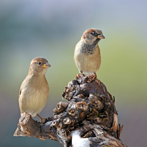 Bild-Nr: 12282675 Ehepaar Sperling Erstellt von: GUGIGEI