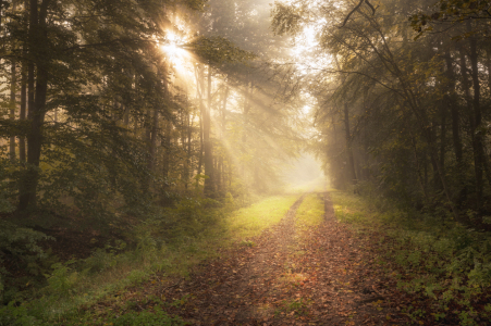 Bild-Nr: 12282687 Lichtweg Erstellt von: Nordbilder