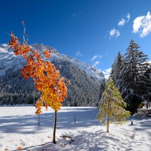 Bild-Nr: 12282872 Oktoberschnee Erstellt von: Bettina Schnittert