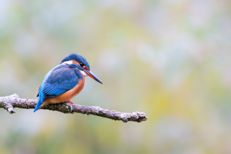 Bild-Nr: 12283015 Eisvogel Erstellt von: DirkR