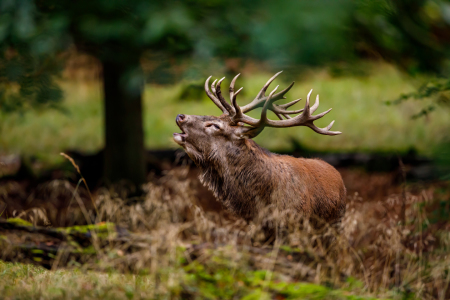 Bild-Nr: 12283576 Hirsch in der Brunft Erstellt von: RolandBrackHeckePic
