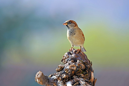 Bild-Nr: 12284282 Spatz Erstellt von: GUGIGEI