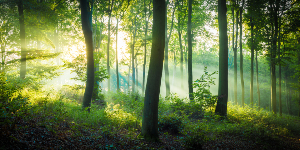 Bild-Nr: 12286281 Licht im Wald Erstellt von: Martin Wasilewski