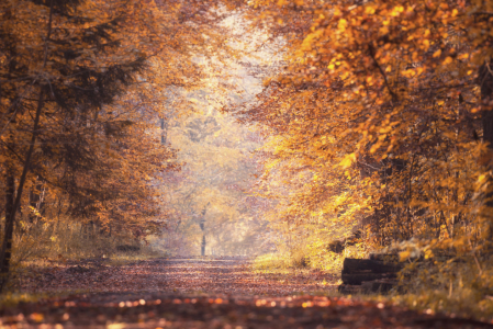 Bild-Nr: 12286467 Herbstspaziergang Erstellt von: Nordbilder