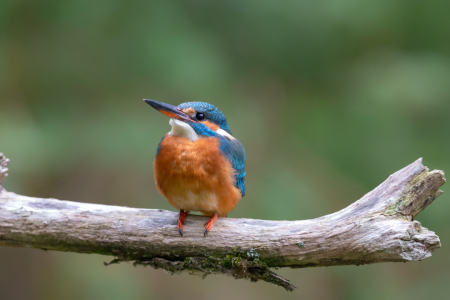 Bild-Nr: 12287856 Eisvogel Erstellt von: DirkR