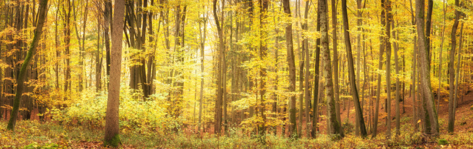 Bild-Nr: 12289689 Herbstlicher Laubwald im Licht Erstellt von: luxpediation