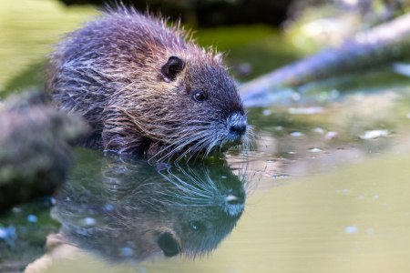 Bild-Nr: 12290545 Nutria Erstellt von: DirkR