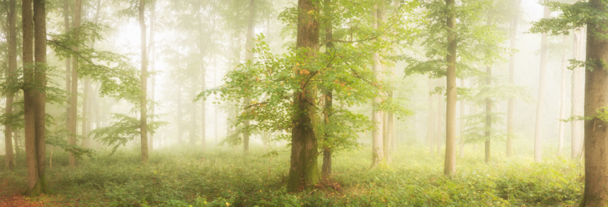 Bild-Nr: 12292617 Nebel im Buchenwald Erstellt von: luxpediation