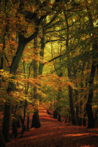 Bild-Nr: 12294956 Herbstspaziergang  -  autumn walk Erstellt von: augenWerk