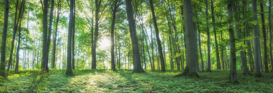 Bild-Nr: 12301642 Sonniger Wald - Panorama Erstellt von: luxpediation