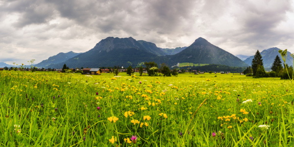 Bild-Nr: 12302525 Sommerwiese Erstellt von: Walter G. Allgöwer