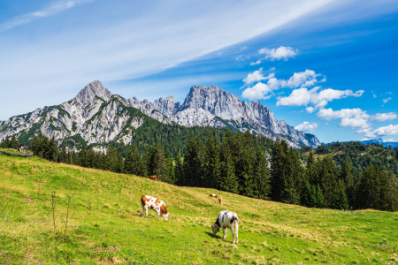 Bild-Nr: 12303966 Blick auf die Litzlalm mit Kühen in Österreich Erstellt von: Rico Ködder