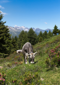 Bild-Nr: 12304467 Kuh auf der Alm Erstellt von: MartinaW