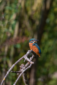 Bild-Nr: 12305502 Eisvogel Erstellt von: DirkR