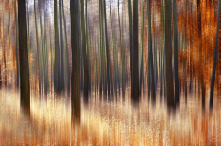 Bild-Nr: 12320115 Herbstwald Erstellt von: Atteloi