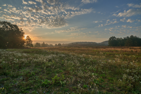 Bild-Nr: 12325772 Sonnenaufgang an der wilden Kamillenwiese Erstellt von: volker heide